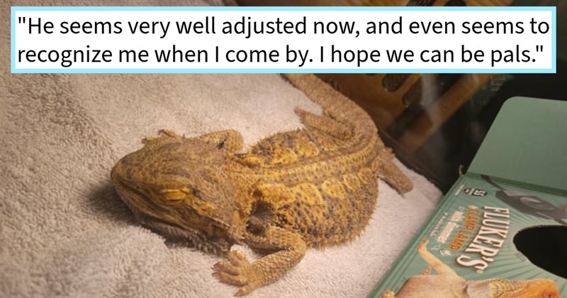 Abandoned bearded dragon found freezing roach-infested tank rescued reptile loving family and given forever home full crickets mustard greens, dragon dad says: ‘I came home from work today found boy happily basking his perch.’ | thumbnail includes one image which shows a bearded dragon lying on a towel ‘“He seems very well adjusted now, and even seems to recognize me when I come by. I hope we can be pals.”’