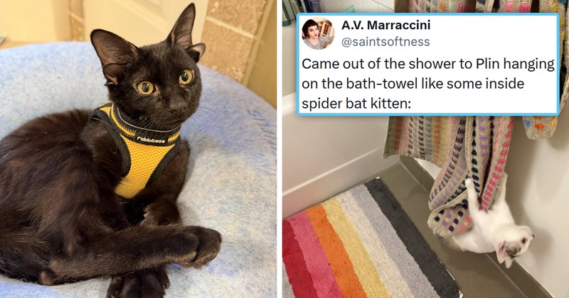 20 cat posts, memes, and tweets | Thumbnail includes one picture of a kitten hanging upside down on a colorful towel 'A.V. Marraccini @saintsoftness Came out of the shower to Plin hanging on the bath-towel like some inside spider bat kitten' and a picture of a black cat with four ears and an underbite