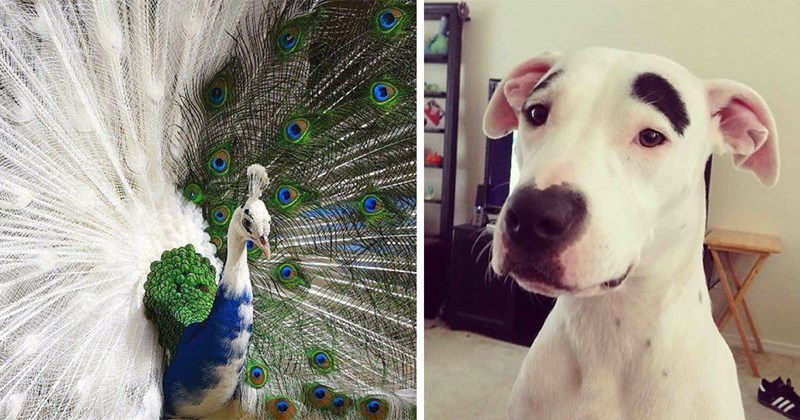 beautiful pictures of animals with unusual colors and markings | thumbnail includes two pictures including a peacock that's half normal half albino and a dog that looks like it has eyebrows 