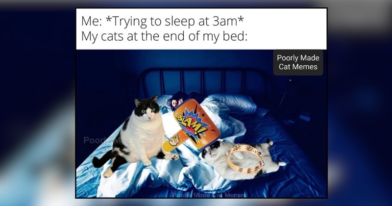 24 cat memes | thumbnail includes one meme and one picture of text including 'Me: *Trying to sleep at 3am* My cats at the end of my bed:' 