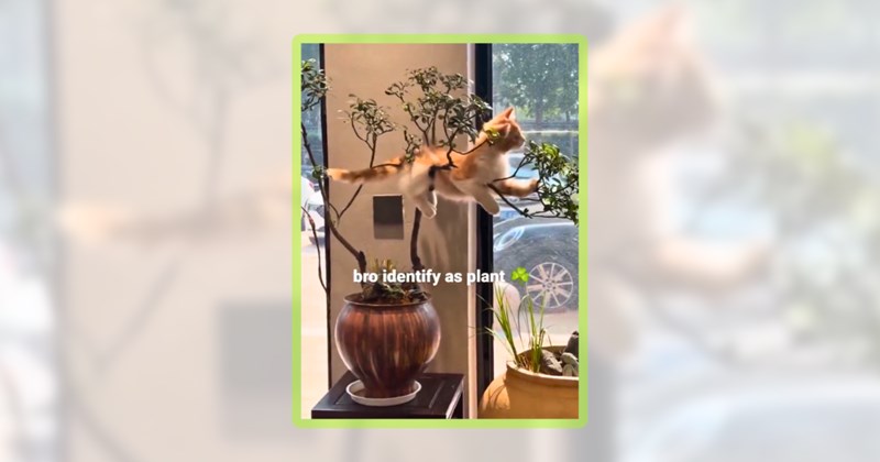 24 cat memes | thumbnail includes one meme including 'bro identify as plant'