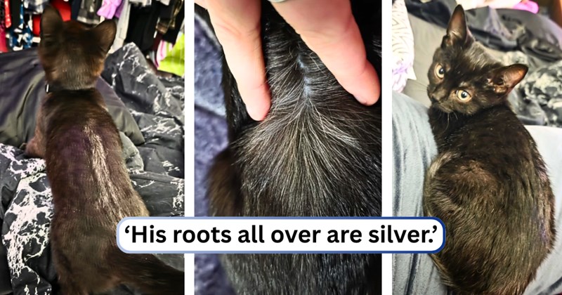 13 text pictures, 14 cat pictures | thumbnail includes three pictures of a cat, and ‘His roots all over are silver.’