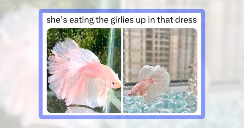 23 fish memes | thumbnail includes one meme including 'she's eating the girlies up in that dress.'