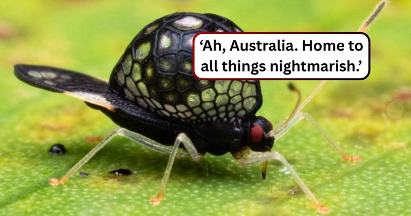 21 text pictures, 8 bug pictures | thumbnail includes one picture of a bug, and ‘Ah, Australia. Home to all things nightmarish.’