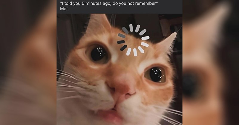 funny random memes random memes silly memes funny memes Memes twitter memes meme silly funny tweets animal memes funny Funny Memes - 44577285