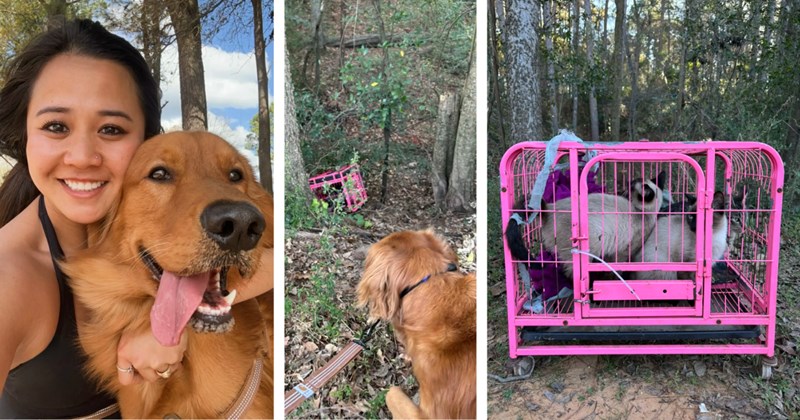 Story of a dog finding 4 abandoned cats in the woods | Thumbnail includes one picture of a woman and her dog, 'Goose', one picture of Goose finding the cage, and one picture of the cats in a cage