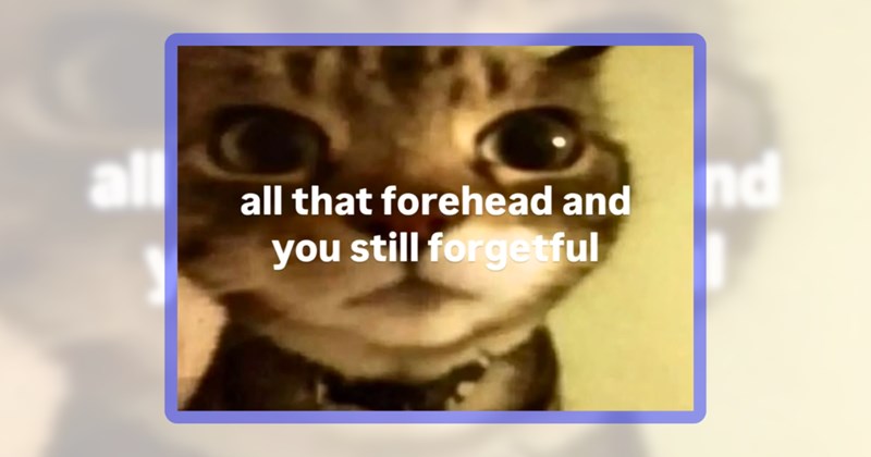 21 cat memes | thumbnail includes one meme including 'all that forehead and you still forgetful'