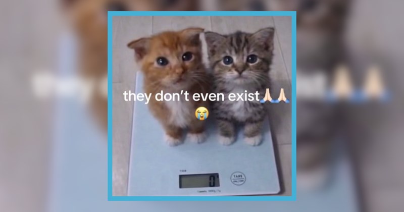 Tingle Tickle Kitty Cat Pics for People Who Adore Teeny Tiny Cute Things