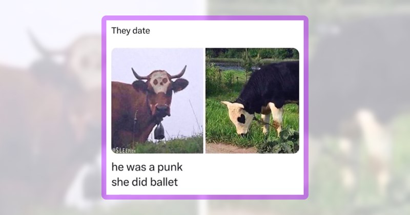 28 cow memes | thumbnail includes one meme including 'They date he was a punk she did ballet'
