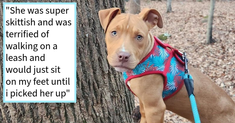 Abandoned puppy found behind strip mall slowly learns trust dog lover who’d end up fostering her finding loving furever home within 2 hours, foster mom says: ‘She wanted touching me all times’ | thumbnail includes one image which shows a light brown puppy next to a tree trunk ‘“She was super skittish and was terrified of walking on a leash and would just sit on my feet until i picked her up”’