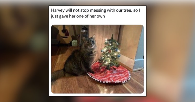 23 cat memes | thumbnail includes one meme and one picture of text 'Harvey will not stop messing with our tree, so l just gave her one of her own' 