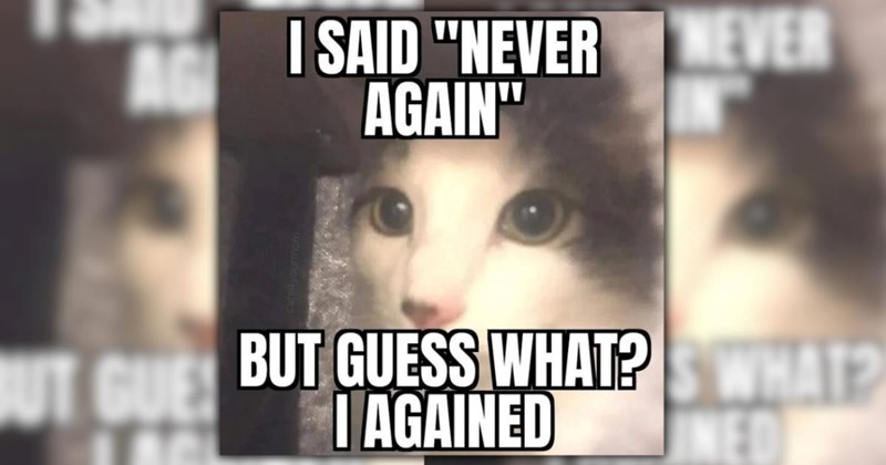 A Pawsitively Purrfect Gaggle of 25 Giggle-Worthy Feline Funnies