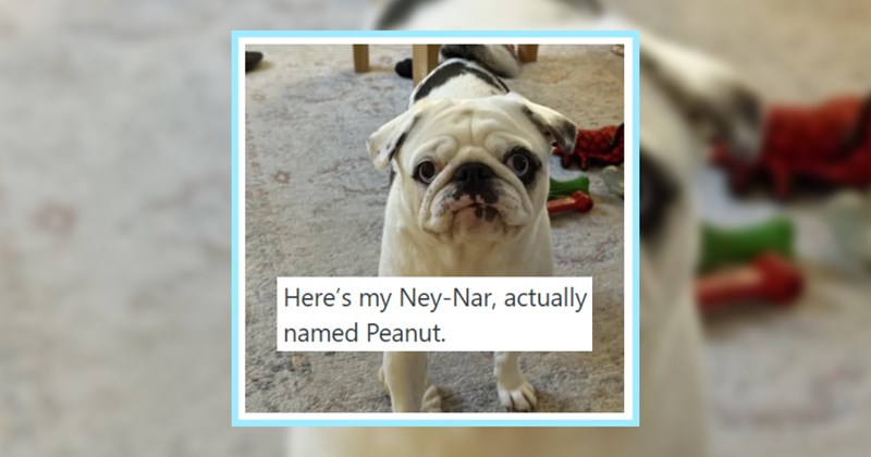 22 Nonsense Nicknames Showing How Pupper Pawrents Have Lost Their Minds | thumbnail includes one image which shows a small white and black bull dog ‘Here’s my Ney-Nar, actually named Peanut.’