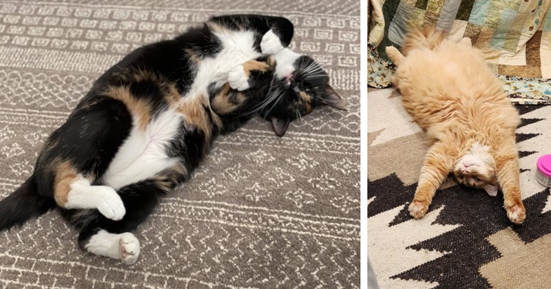 23 Beautiful Bellies Forbidden Feline Fluff Begging  Brush | thumbnail includes two images one image shows a calico cat lying on its side head angled on a carpet, the other image shows an orange cat lying on its back stretched out 