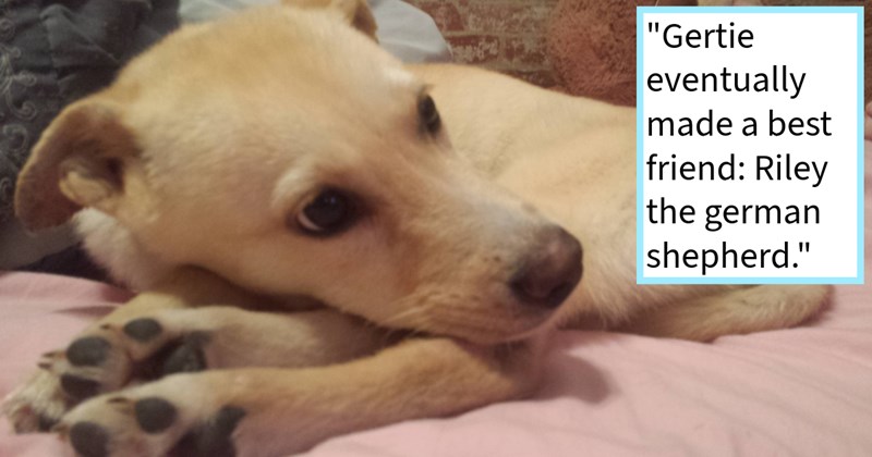 Terrier who overcame roadside accident found forever home human who promised she’d be alright flourishes new life her mom shares: ‘Day 7 gave us full-on wiggle panting hobble door greet me.’ | thumbnail includes one image which shows a light brown puppy curled up on a couch ‘“Gertie eventually made a best friend: Riley the german shepherd.”’