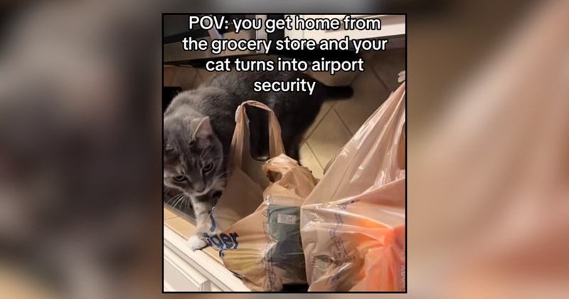 22 cat memes | thumbnail includes one meme and one picture of text including 'POV: you get home from the grocery store and your cat turns into airport security'