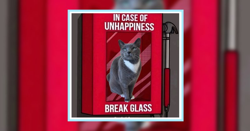 21 Cute Cat Memes fur Curled Up Hoomans Hiding Responsibilities | thumbnail includes one image which shows a gray and white cat sitting in a glass box ‘IN CASE OF UNHAPPINESS’ ‘BREAK GLASS’