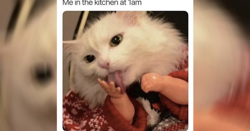 33 Memes for a Breath of Fresh Air