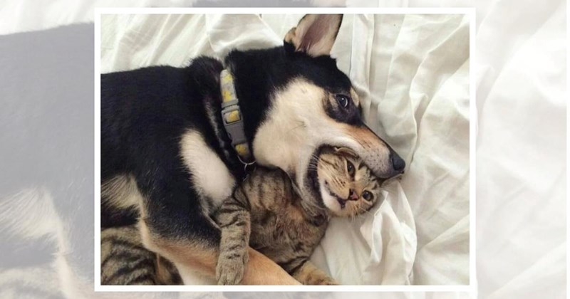 dogs pets geeky memes funny dogs funny cats funny animal memes animal memes Cats Animals - 44591365