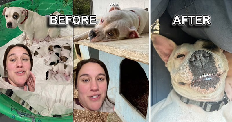 wholesome dogs dog health dog mom motherhood doggo foster dog animals Doggos - 44595205