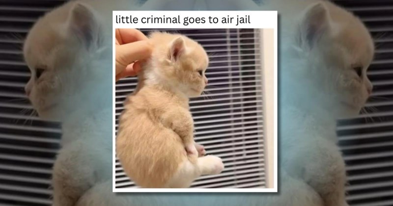 kitten kittens memes meme cat cats