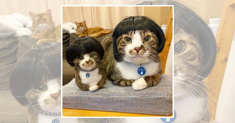 funny cat memes silly cats pets funny memes funny cats cat memes judgy cats Cats - 44600581