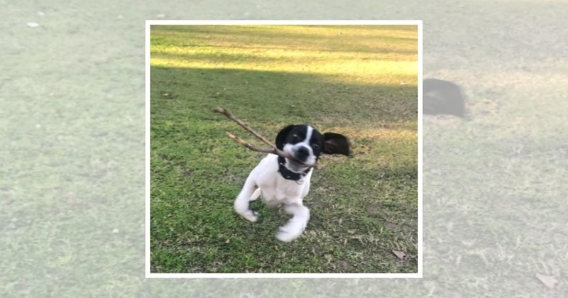 dogs pets dog memes dog chaos silly dogs funny dogs Doggos - 44600837