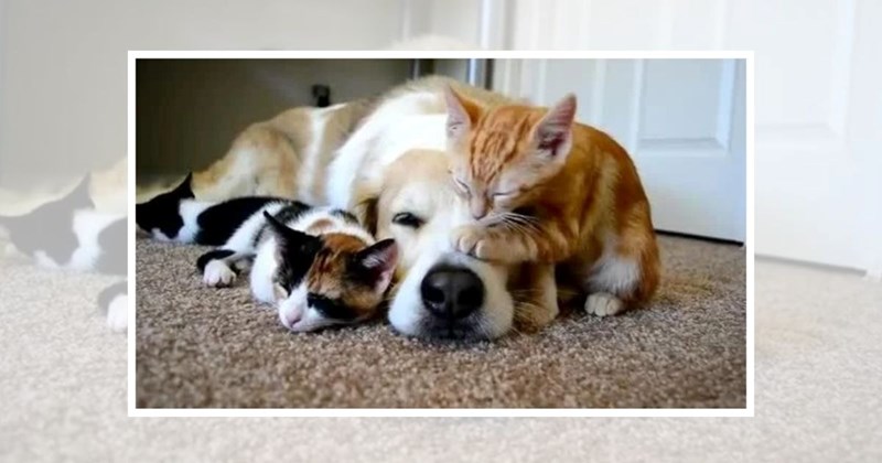 puppies cute animals cute pets toe beans animal memes cute kittens Animals - 44601605