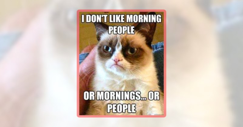 32 grumpy cat memes | thumbnail includes one meme including 'I DON'T LIKE MORNING PEOPLE OR MORNINGS... OR PEOPLE'