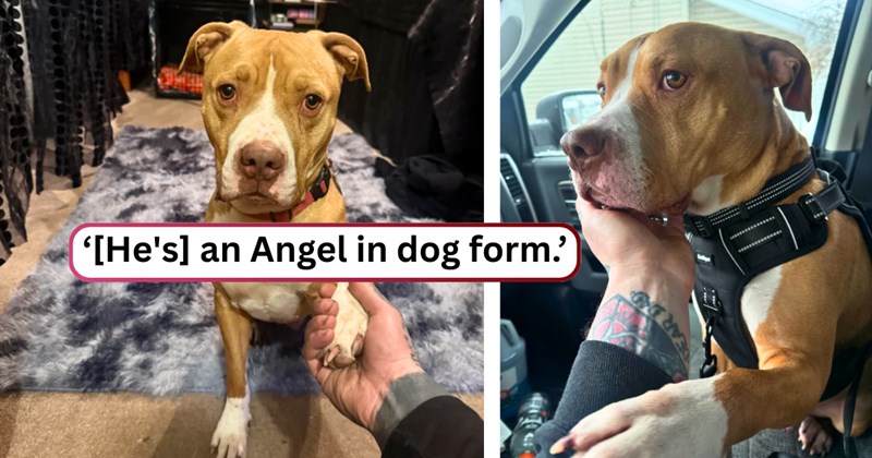 26 text pictures, 2 dog pictures | thumbnail includes two pictures of a dog, and ‘[He's] an Angel in dog form.’