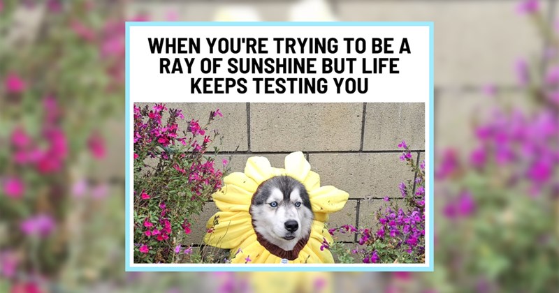 21 Heartwarming Husky Memes Full #Fluffy Doggo Funnies | thumbnail includes one image which shows a husky wearing yellow flower petals around its head sitting in a flower garden ‘WHEN YOU’RE TRYING TO BE A RAY OF SUNSHINE BUT LIFE KEEPS TESTING YOU’