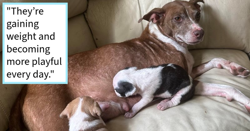 Puppies saved air vent after dog mom alerted rescuers abandoned trailer fur family had been dumped, rescuers say: ‘ puppies are true survivors! strength will live through first 2 months so amazing!’ | thumbnail includes one image which shows a mom dog lying on a couch with two puppies nursing from her teats ‘“They’re gaining weight and becoming more playful every day.”’
