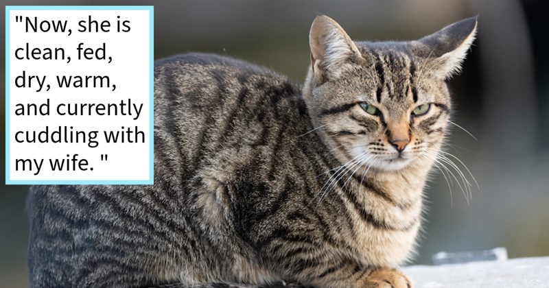 Indoor cat who snuck outside left pawrents puddle tears finally found after worry-filled week neighbor who spotted her, cat dad says: ‘At first we couldn’t find her but little patience paid off spotted her slinking along fence.’ | thumbnail includes one image which shows a tabby cat loafing looking at camera ‘“Now, she is clean, fed, dry, warm, and currently cuddling with my wife.”’