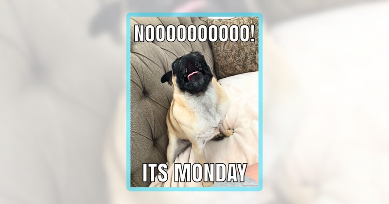 23 dog memes | thumbnail includes one meme including 'NOOOOOOOOOO! ITS MONDAY'