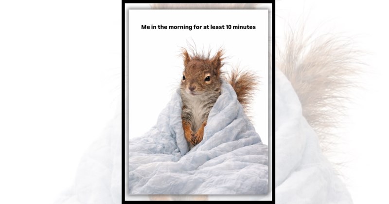 23 animal memes | Thumbnail includes one meme including 'Me in the morning for at least 10 minutes'