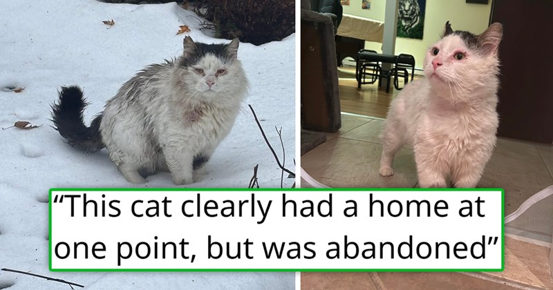 story about a woman rescuing a cat on Christmas and helping him heal and transform | thumbnail includes two pictures including an injured cat in the snow and a fluffy cat inside 'This cat clearly had a home at one point, but was abandoned'