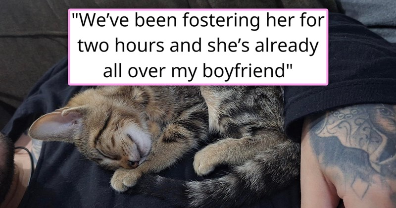 story about a couple fostering a kitten and the kitten choosing to adopt the boyfriend | thumbnail includes one picture of a kitten lying on a man 'We’ve been fostering her for two hours and she’s already all over my boyfriend'