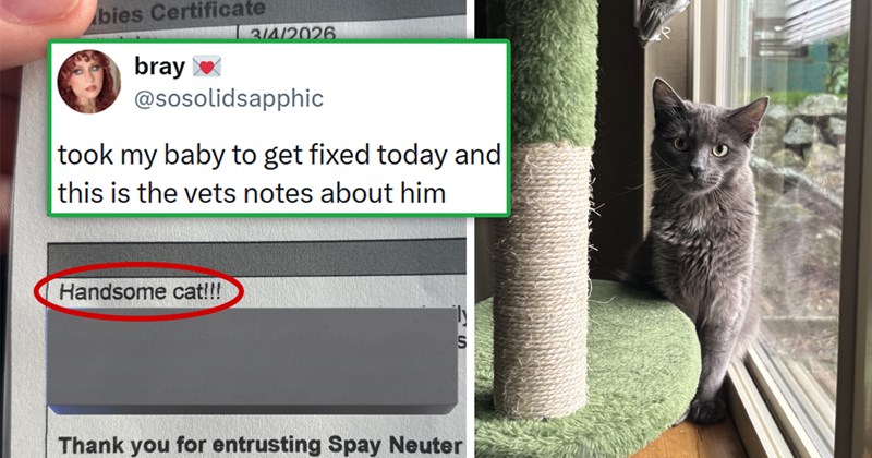 viral tweets about funny and cute things vets have written about cats in their patient notes | thumbnail includes one picture of a cat and a picture of a vet note 'Handsome cat!!!' 'bray @sosolidsapphic took my baby to get fixed today and this is the vets notes about him'
