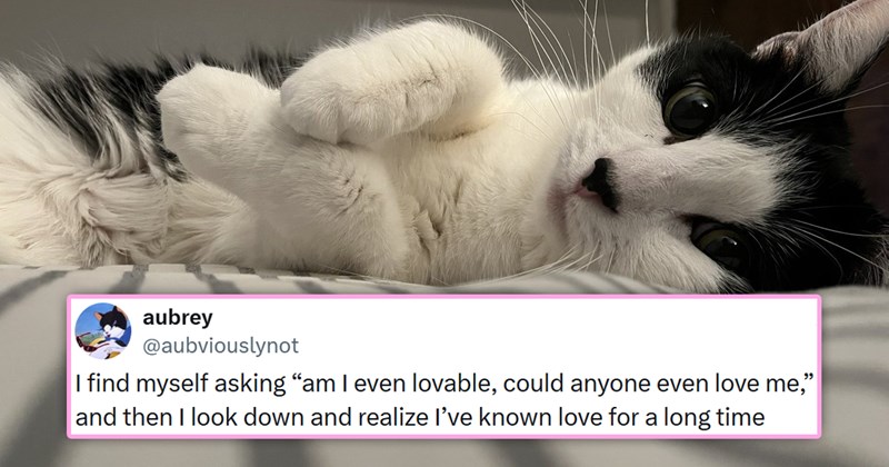 funniest cat tweets of the week | thumbnail includes one picture of a cute scraggly cat and one tweet 'aubrey @aubviouslynot I find myself asking "am I even lovable, could anyone even love me," and then I look down and realize I've known love for a long time'