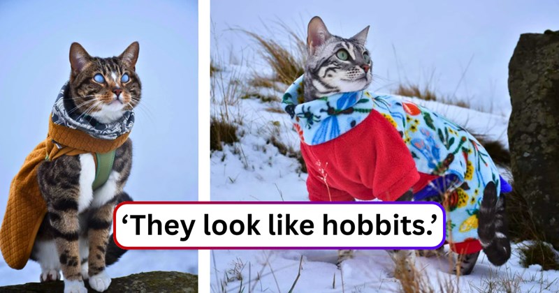 19 text picture, 5 cat pictures | thumbnail includes two pictures of cats, and ‘They look like hobbits.’