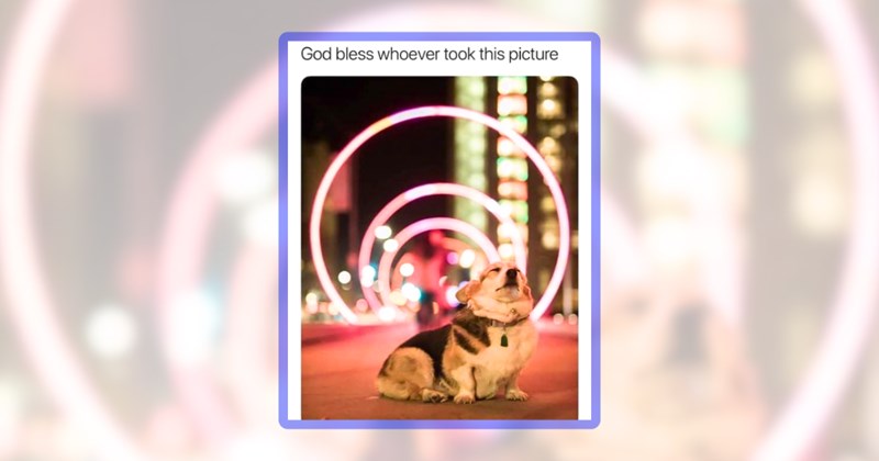 28 corgi memes | thumbnail includes one meme including 'God bless whoever took this picture'