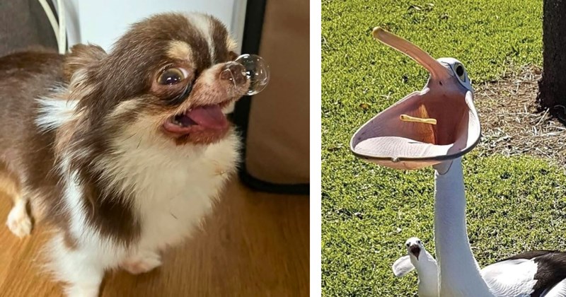 37 animal pictures | thumbnail includes two pictures of animals