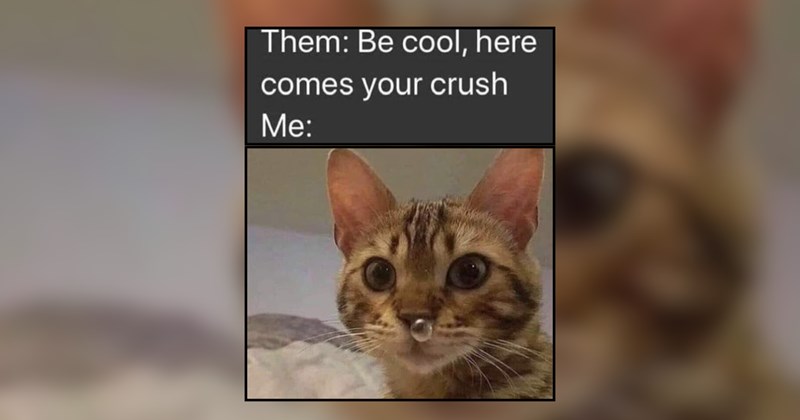 A Razzle Dazzle of Cat Memes to Celebrate Life