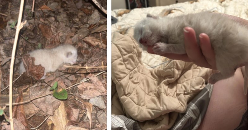 Abandoned kitten found in the middle of the woods at night alone by sweet couple, they immediately take her in, clean her up, and give her the home she deserves