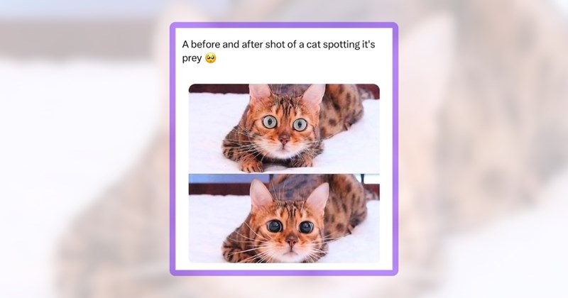 22 cat memes | thumbnail includes one meme including 'A before and after shot of a cat spotting it's prey'