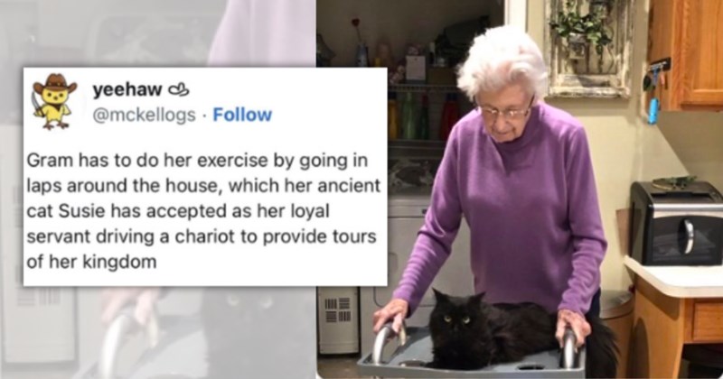 42 pictures and memes of cats | Thumbnail includes one meme including 'yeehaw @mckellogs Follow Gram has to do her exercise by going in. laps around the house, which her ancient cat Susie has accepted as her loyal servant driving a chariot to provide tours of her kingdom'