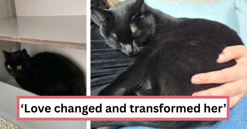 Story of adopting a very scared cat who learns to trust again | Thumbnail includes two pictures of a black cat, and one picture of text including '‘Love changed and transformed her’'