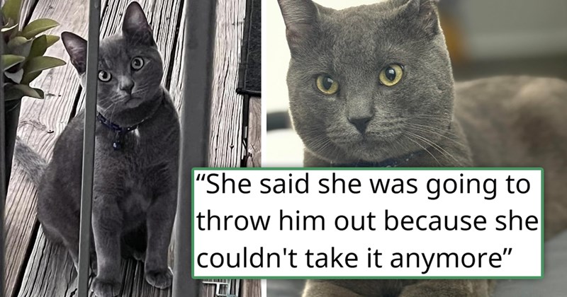 story about a person rescuing the cat that their neighbor threatened to throw out | thumbnail includes two pictures of a gray cat 'She said she was going to throw him out because she couldn't take it anymore'