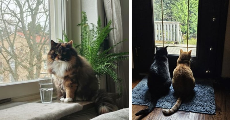 27 Concentrated Cat Children Keeping Close Watch Over Neighborhood  | thumbnail includes two images one image shows a calico cat sitting by a window on window sill next to glass of water, the other image shows a black cat and an orange cat sitting on the floor looking out the window of a door