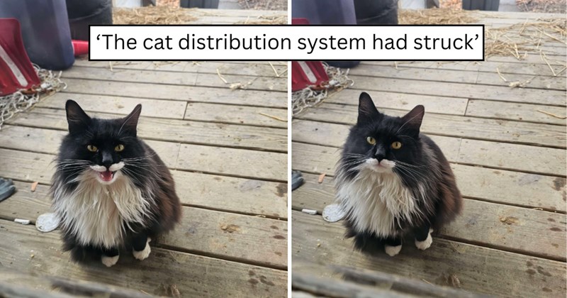 25 pictures of cats and text | thumbnail includes two pictures of a cat and one picture of text including '‘The cat distribution system had struck'' 